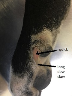 dew claw clippers